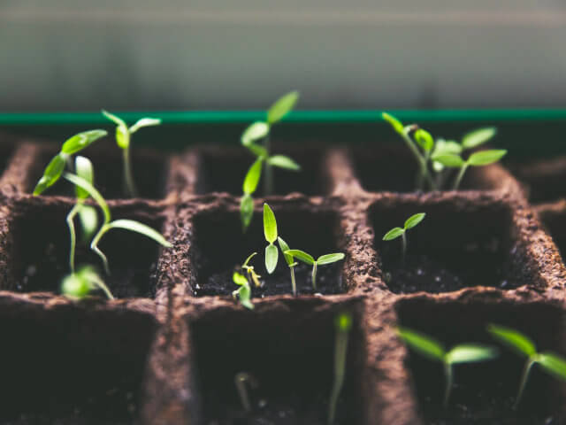 Green plants growing under sunlight
